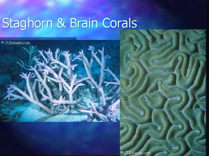 Staghorn & Brain Corals 