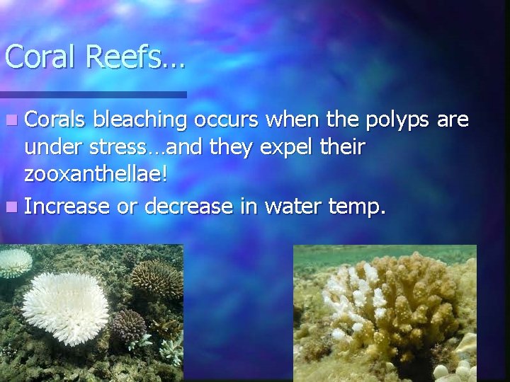Coral Reefs… n Corals bleaching occurs when the polyps are under stress…and they expel