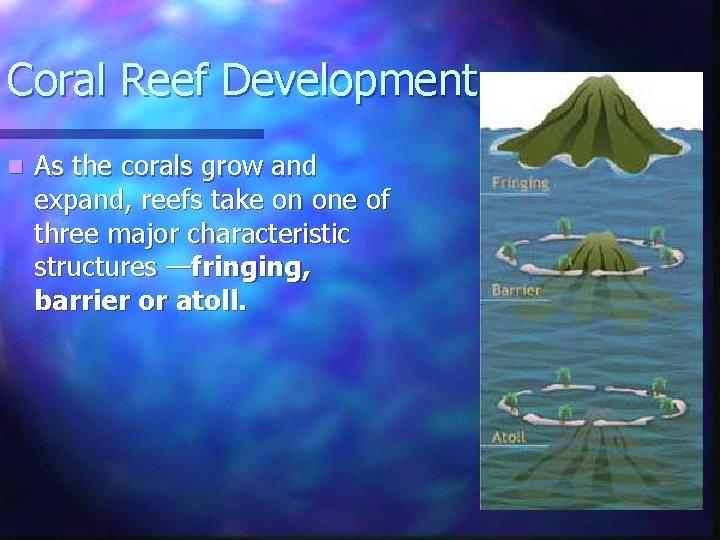 Coral Reef Development n As the corals grow and expand, reefs take on one