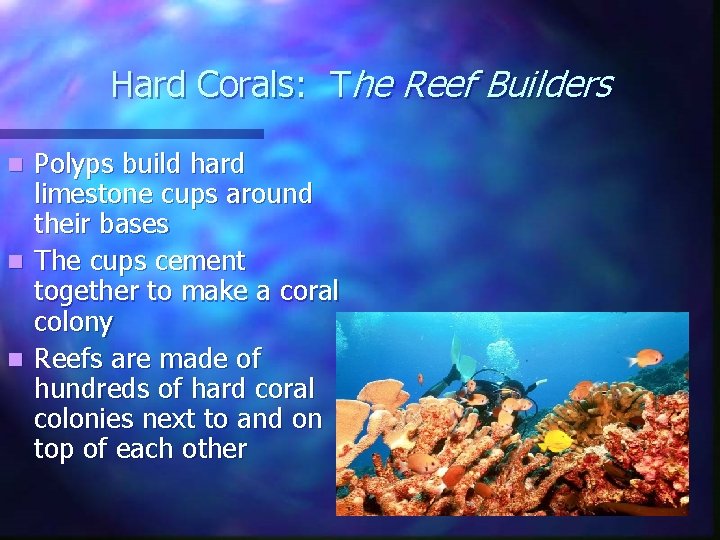 Hard Corals: The Reef Builders Polyps build hard limestone cups around their bases n