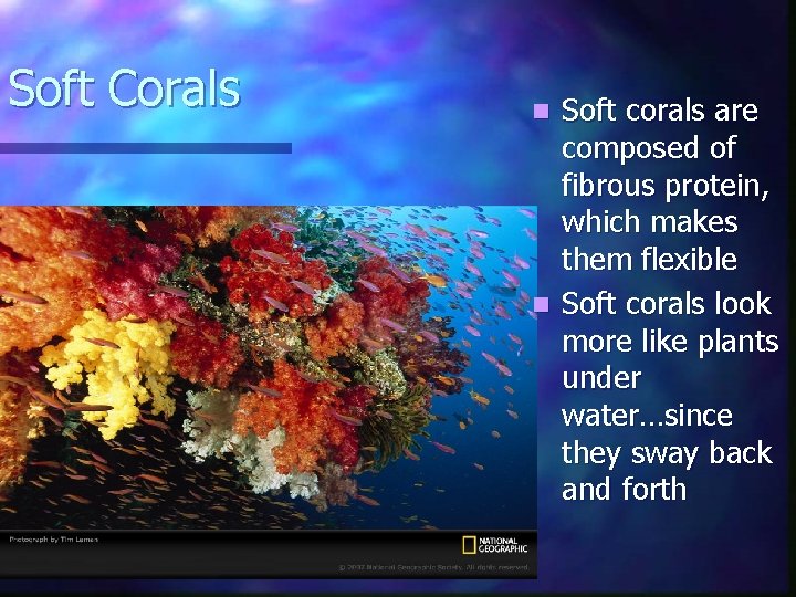 Soft Corals Soft corals are composed of fibrous protein, which makes them flexible n