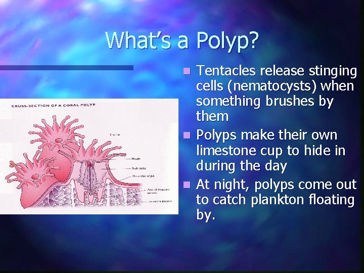 What’s a Polyp? Tentacles release stinging cells (nematocysts) when something brushes by them n