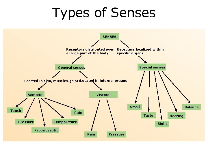 Types of Senses SENSES Receptors distributed over Receptors localized within a large part of