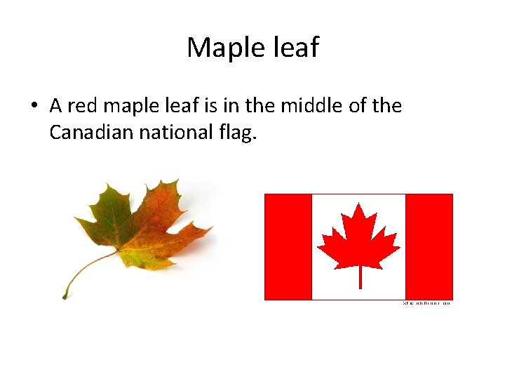 Maple leaf • A red maple leaf is in the middle of the Canadian