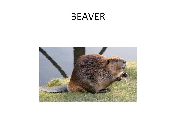 BEAVER 