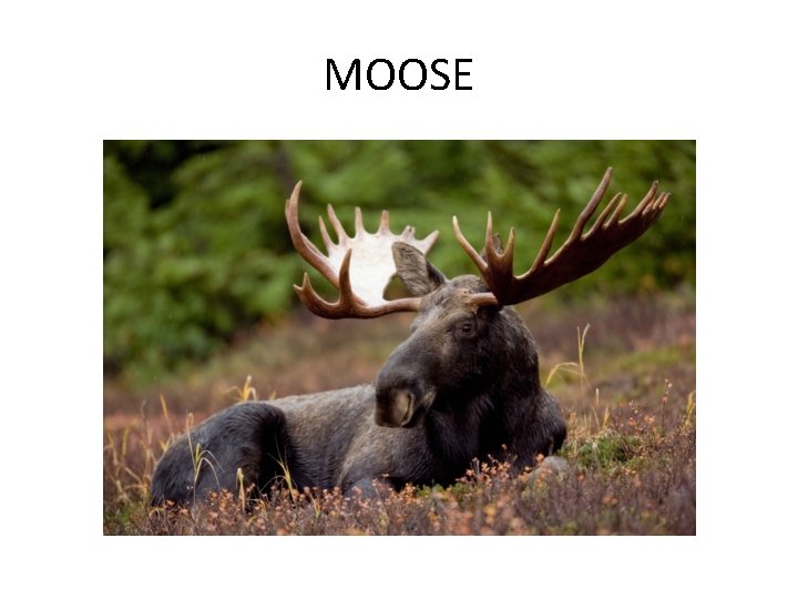 MOOSE 