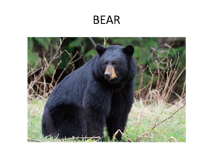 BEAR 