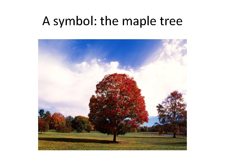 A symbol: the maple tree 