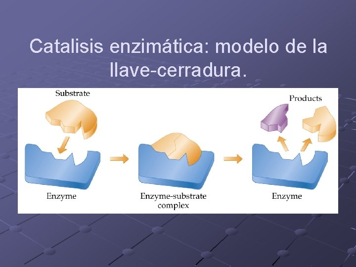 Catalisis enzimática: modelo de la llave-cerradura. 