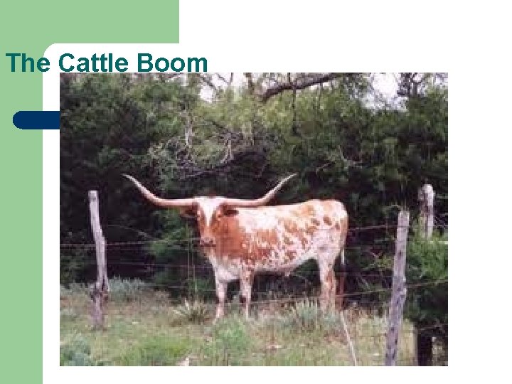 The Cattle Boom 