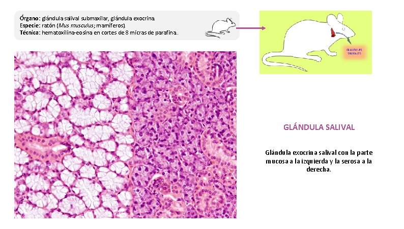 Órgano: glándula salival submaxilar, glándula exocrina. Especie: ratón (Mus musculus; mamíferos). Técnica: hematoxilina-eosina en