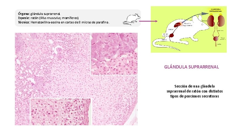 Órgano: glándula suprarrenal. Especie: ratón (Mus musculus; mamíferos). Técnica: Hematoxilina-eosina en cortes de 8