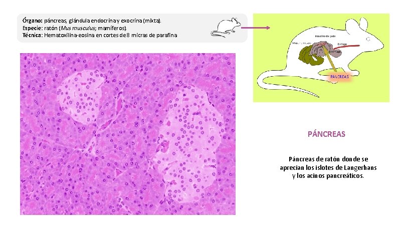 Órgano: páncreas, glándula endocrina y exocrina (mixta). Especie: ratón (Mus musculus; mamíferos). Técnica: Hematoxilina-eosina