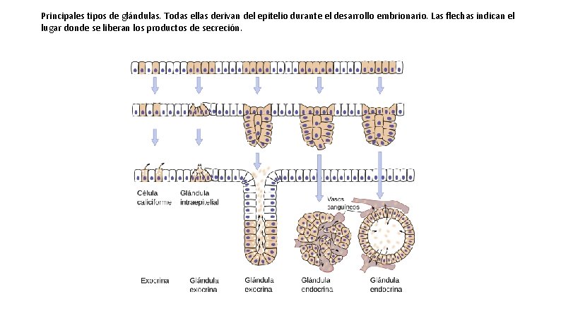 Principales tipos de glándulas. Todas ellas derivan del epitelio durante el desarrollo embrionario. Las