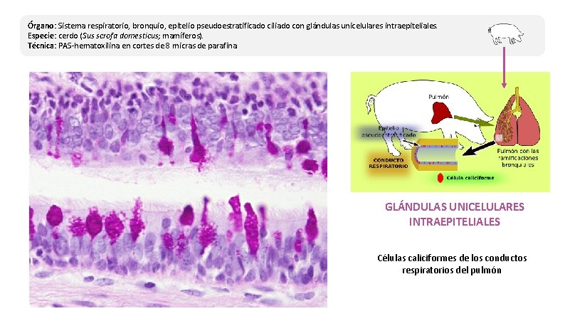 Órgano: Sistema respiratorio, bronquio, epitelio pseudoestratificado ciliado con glándulas unicelulares intraepiteliales. Especie: cerdo (Sus