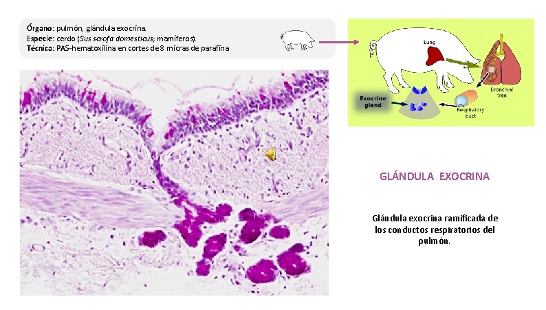 Órgano: pulmón, glándula exocrina. Especie: cerdo (Sus scrofa domesticus; mamíferos). Técnica: PAS-hematoxilina en cortes