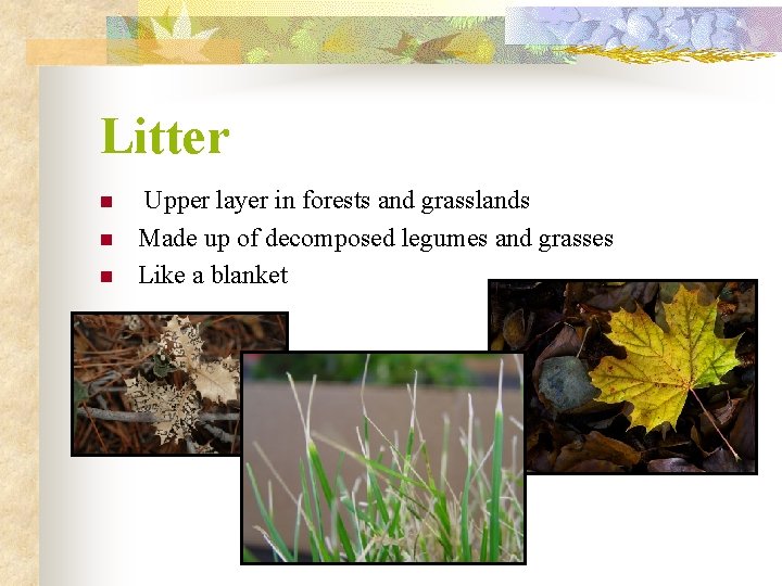 Litter n n n Upper layer in forests and grasslands Made up of decomposed