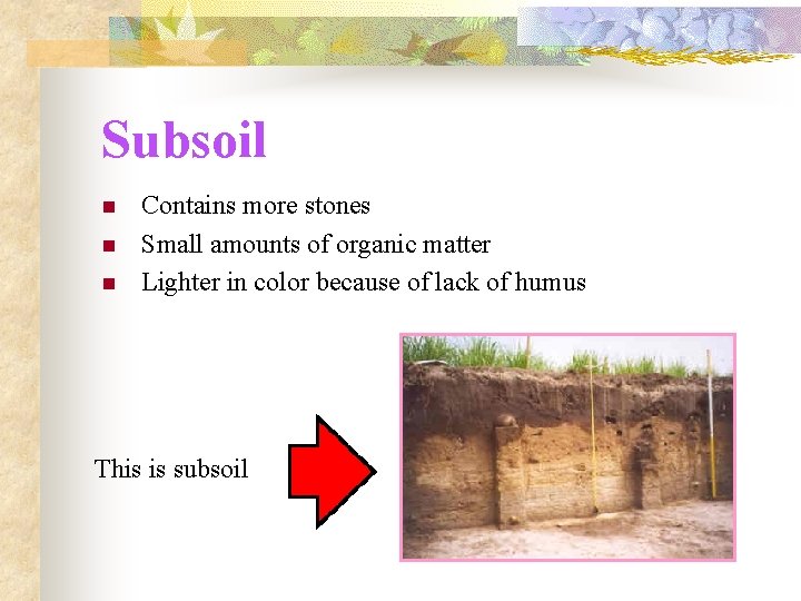 Subsoil n n n Contains more stones Small amounts of organic matter Lighter in