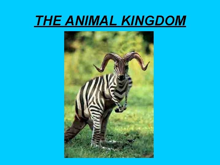 THE ANIMAL KINGDOM 