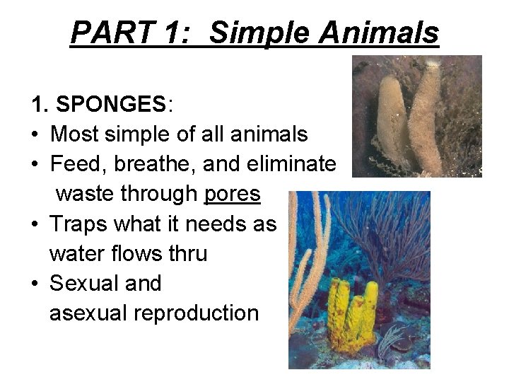 PART 1: Simple Animals 1. SPONGES: • Most simple of all animals • Feed,