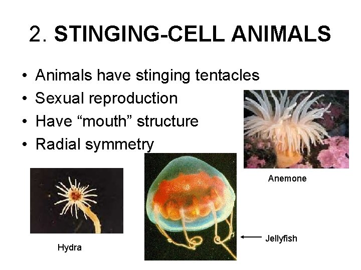 2. STINGING-CELL ANIMALS • • Animals have stinging tentacles Sexual reproduction Have “mouth” structure