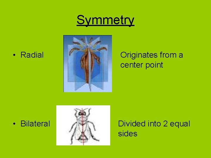Symmetry • Radial Originates from a center point • Bilateral Divided into 2 equal