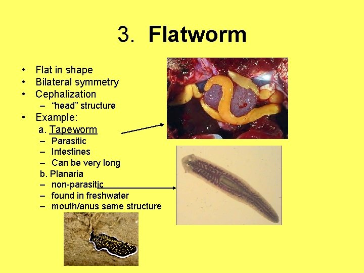 3. Flatworm • Flat in shape • Bilateral symmetry • Cephalization – “head” structure