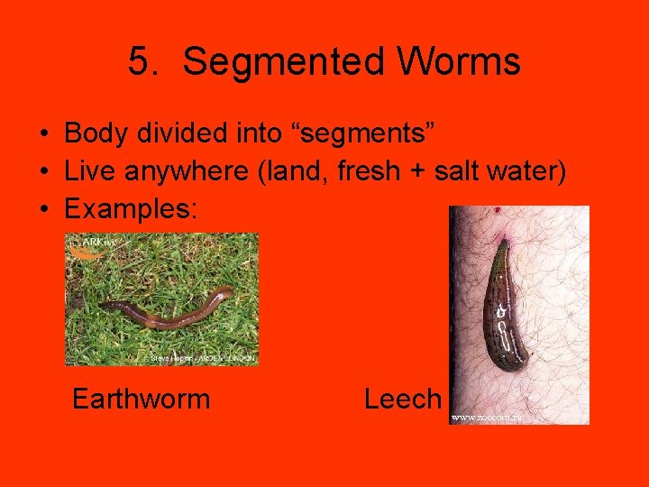 5. Segmented Worms • Body divided into “segments” • Live anywhere (land, fresh +