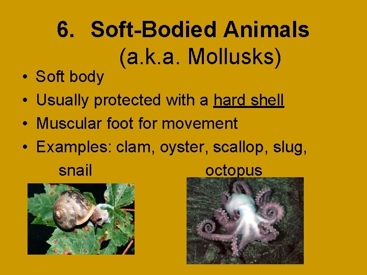  • • 6. Soft-Bodied Animals (a. k. a. Mollusks) Soft body Usually protected