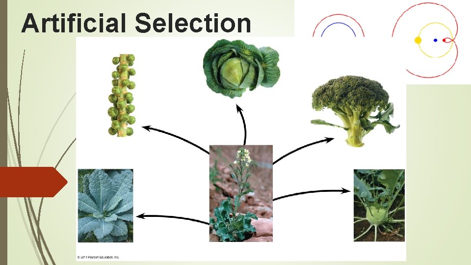 Artificial Selection 