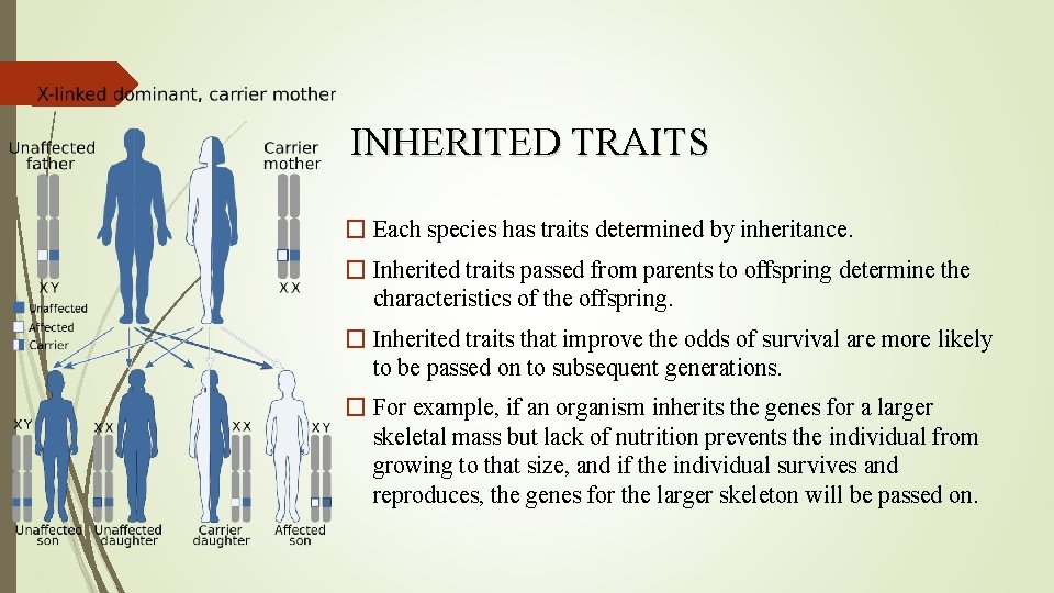 INHERITED TRAITS � Each species has traits determined by inheritance. � Inherited traits passed