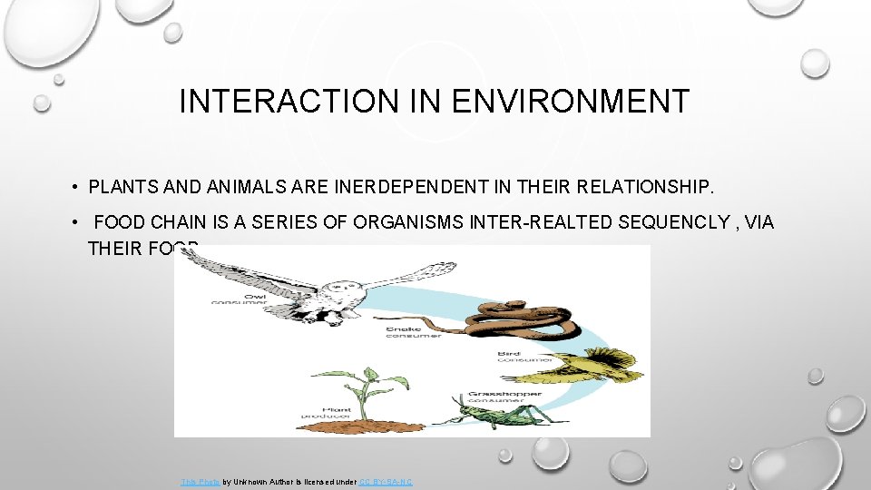 INTERACTION IN ENVIRONMENT • PLANTS AND ANIMALS ARE INERDEPENDENT IN THEIR RELATIONSHIP. • FOOD