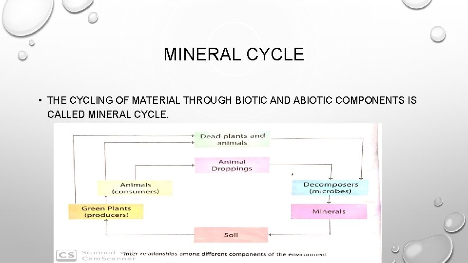 MINERAL CYCLE • THE CYCLING OF MATERIAL THROUGH BIOTIC AND ABIOTIC COMPONENTS IS CALLED