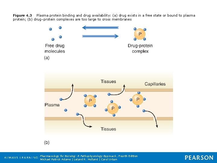 Figure 4. 3 Plasma protein binding and drug availability: (a) drug exists in a