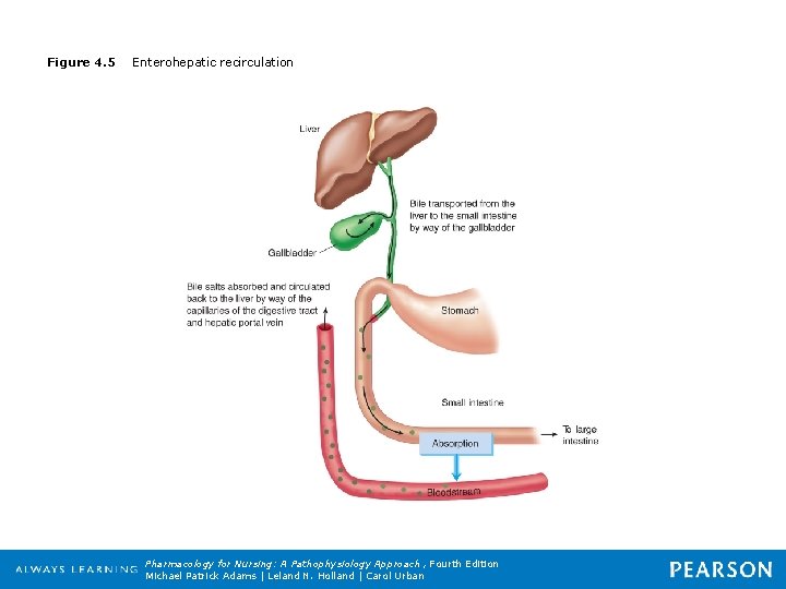 Figure 4. 5 Enterohepatic recirculation Pharmacology for Nursing: A Pathophysiology Approach , Fourth Edition