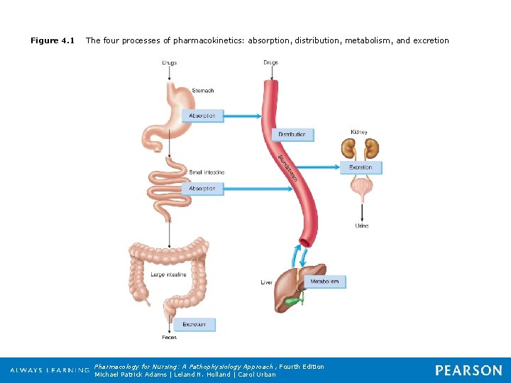 Figure 4. 1 The four processes of pharmacokinetics: absorption, distribution, metabolism, and excretion Pharmacology