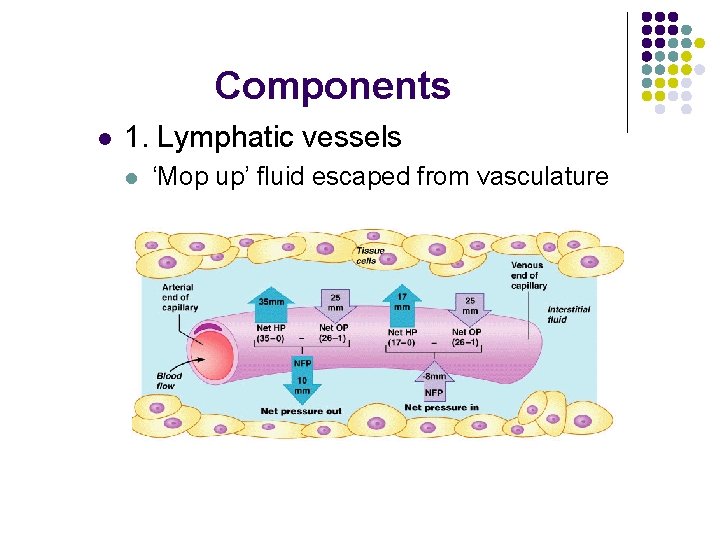 Components l 1. Lymphatic vessels l ‘Mop up’ fluid escaped from vasculature 