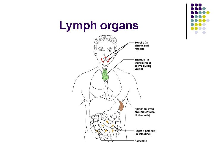 Lymph organs 