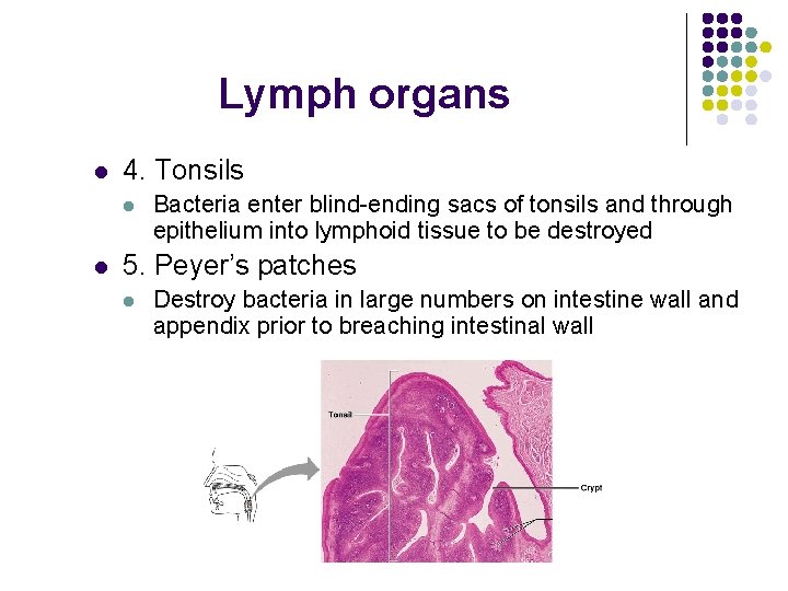 Lymph organs l 4. Tonsils l l Bacteria enter blind-ending sacs of tonsils and