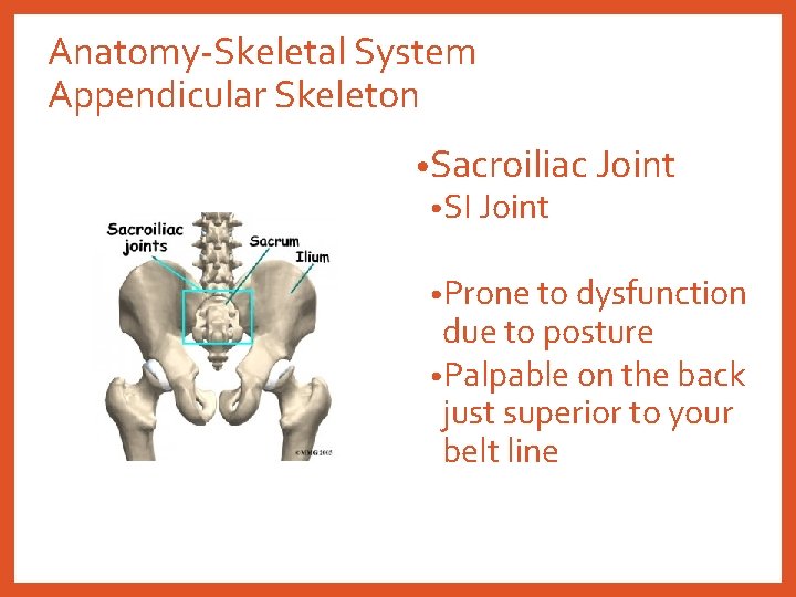 Anatomy-Skeletal System Appendicular Skeleton • Sacroiliac Joint • SI Joint • Prone to dysfunction