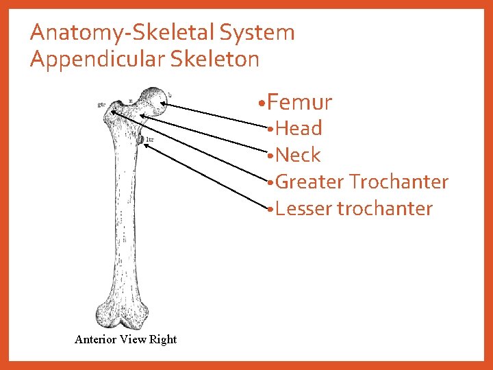 Anatomy-Skeletal System Appendicular Skeleton • Femur • Head • Neck • Greater Trochanter •