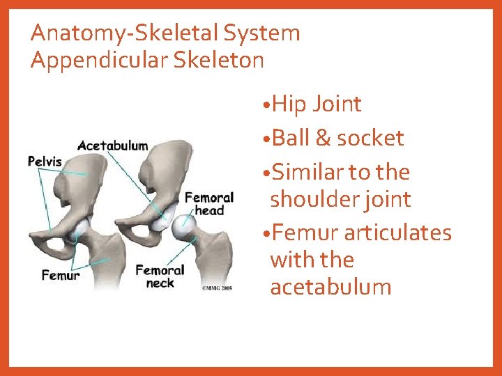 Anatomy-Skeletal System Appendicular Skeleton • Hip Joint • Ball & socket • Similar to