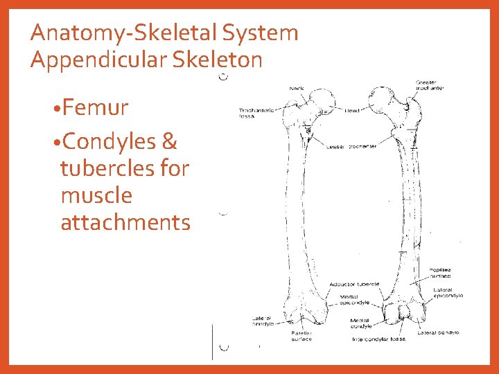 Anatomy-Skeletal System Appendicular Skeleton • Femur • Condyles & tubercles for muscle attachments 
