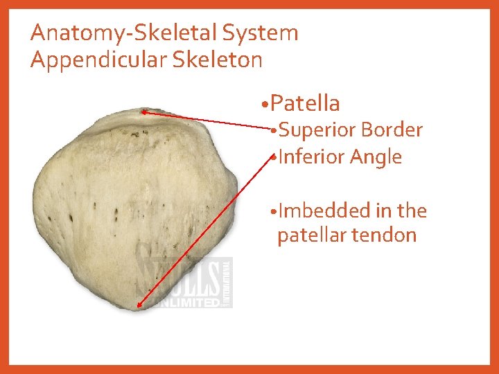 Anatomy-Skeletal System Appendicular Skeleton • Patella • Superior Border • Inferior Angle • Imbedded