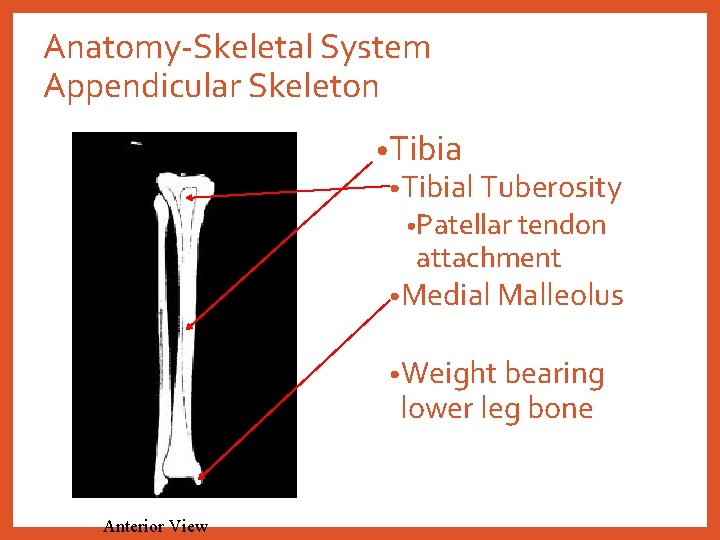Anatomy-Skeletal System Appendicular Skeleton • Tibial Tuberosity • Patellar tendon attachment • Medial Malleolus