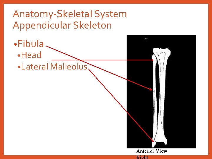 Anatomy-Skeletal System Appendicular Skeleton • Fibula • Head • Lateral Malleolus Anterior View 