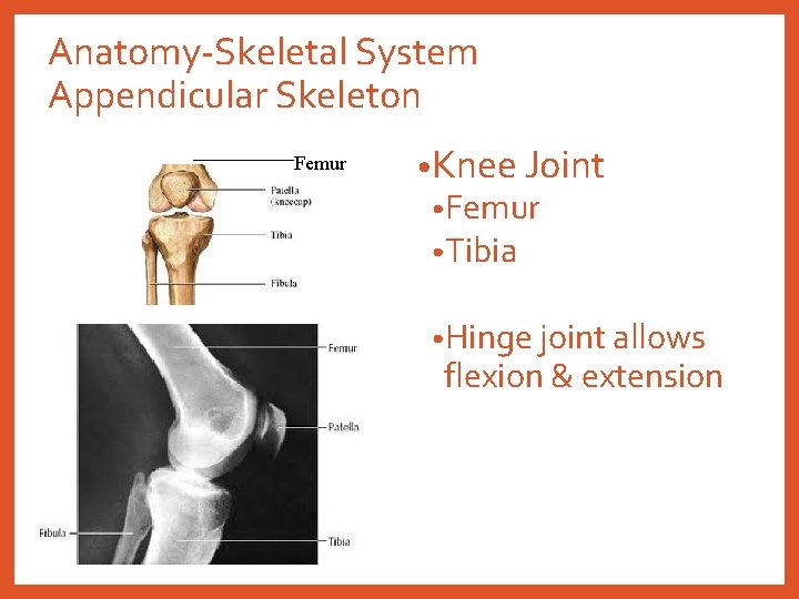 Anatomy-Skeletal System Appendicular Skeleton Femur • Knee Joint • Femur • Tibia • Hinge