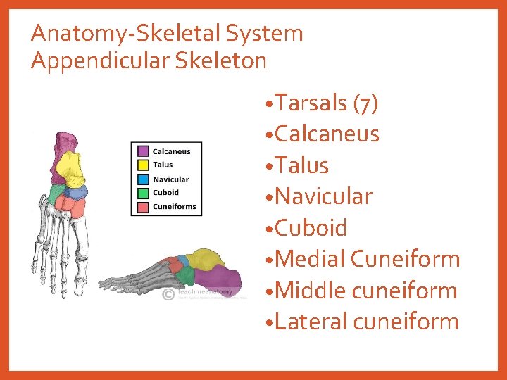 Anatomy-Skeletal System Appendicular Skeleton • Tarsals (7) • Calcaneus • Talus • Navicular •