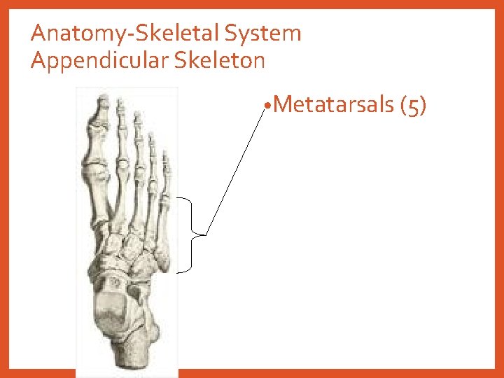 Anatomy-Skeletal System Appendicular Skeleton • Metatarsals (5) 