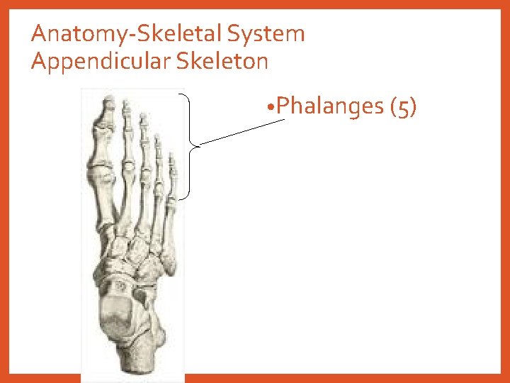 Anatomy-Skeletal System Appendicular Skeleton • Phalanges (5) 